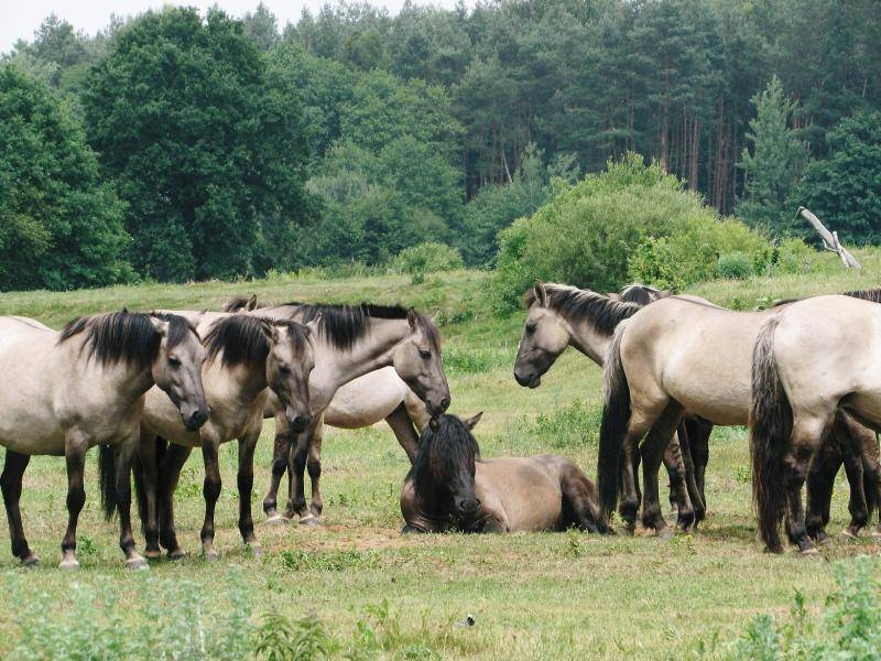 Ostoja Konika Polskiego